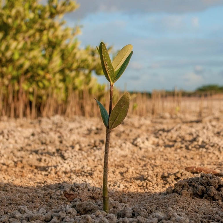 Dons One Tree Planted