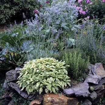 Organic Sage Ireland