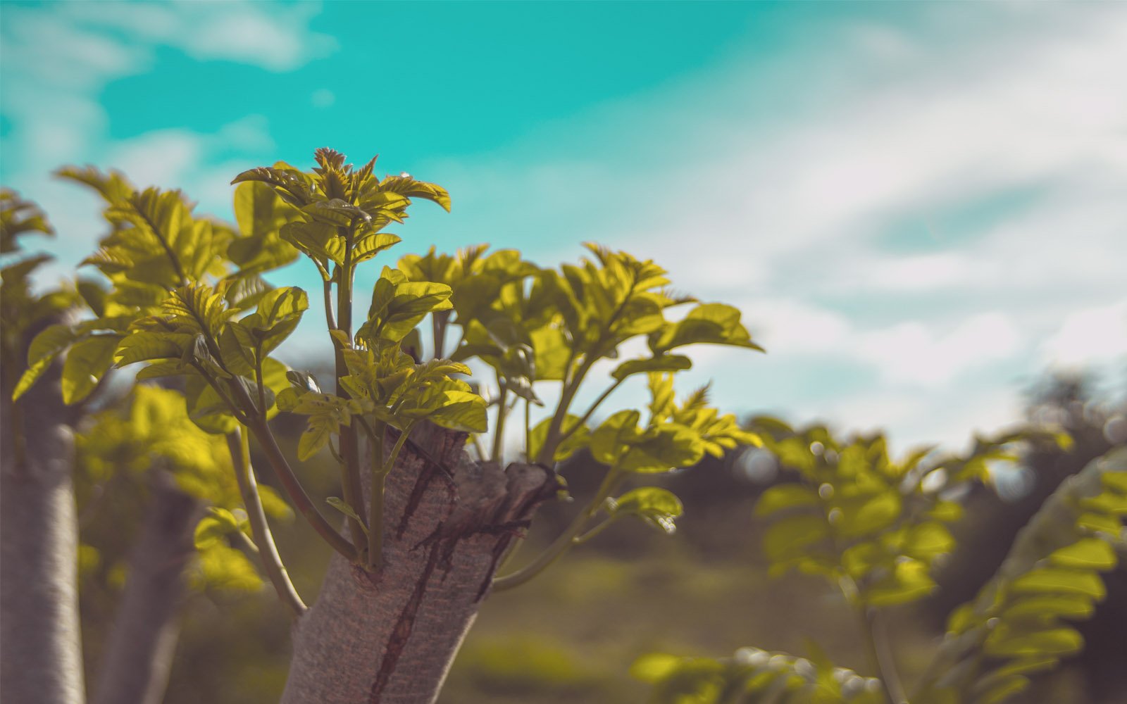Tree plant project Herbalize Store