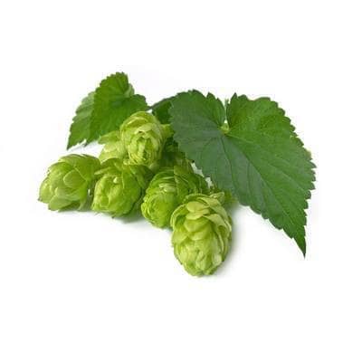 Hop Bio Organic Flowers